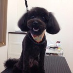 プードル　ココちゃん２６７